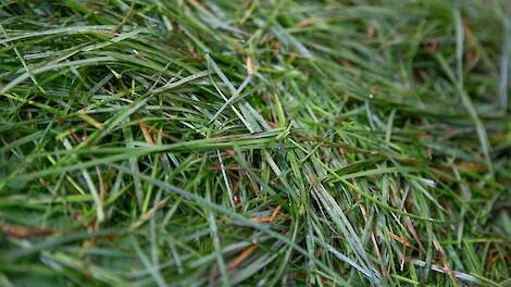 Wim de Hoop: 'Laag ureumgehalte in de melk belangrijk voor koe, melkveehouder en emissie'