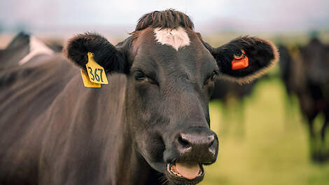 Gezonde koeien, gezond bedrijf: 5 praktische tips