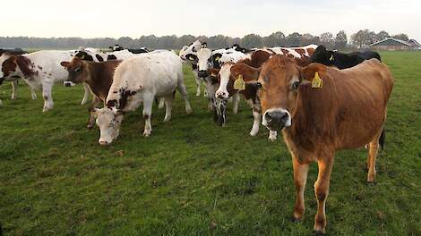 Peiling: Wordt jouw weidegang wel voldoende gewaardeerd?