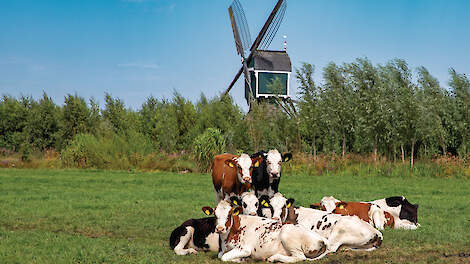 Weiden van jongvee loont later: minder stress, betere koeien