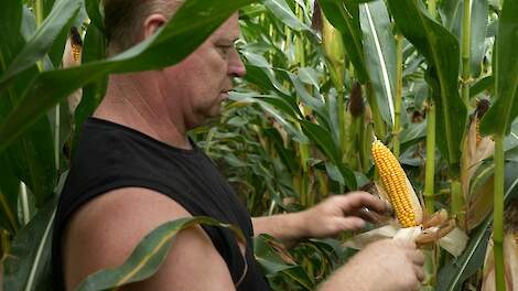 Video: Ultravroege maïs maakt weg vrij voor rustgewas bij melkveehouder Peter van Oosterhout