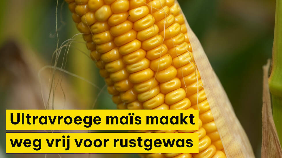 Ultravroege maïs maakt weg vrij voor rustgewas