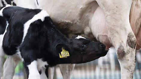 Kalf langer bij de koe: meer groei