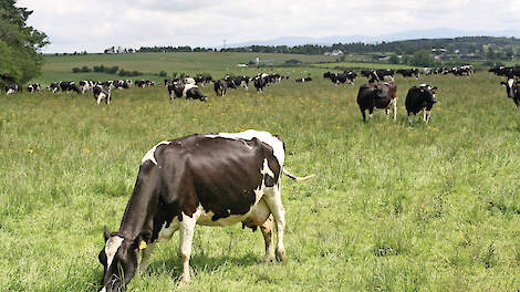 Bloemhoff melkt 207 koeien één keer daags op 143 hectare