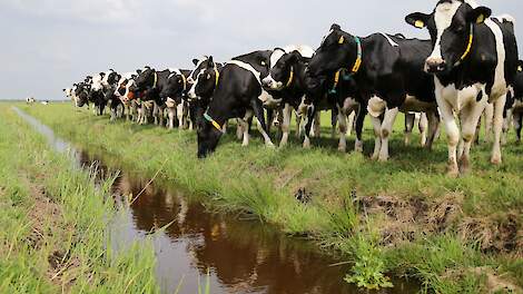 Melkveehouderijorganisaties kritisch en verdeeld over 8e Actieprogramma Nitraatrichtlijn