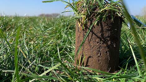 Onderzoeker Wageningen Universiteit pleit voor gelijke behandeling blijvend grasland en tijdelijk grasland in 8 Actieprogramma Nitraat