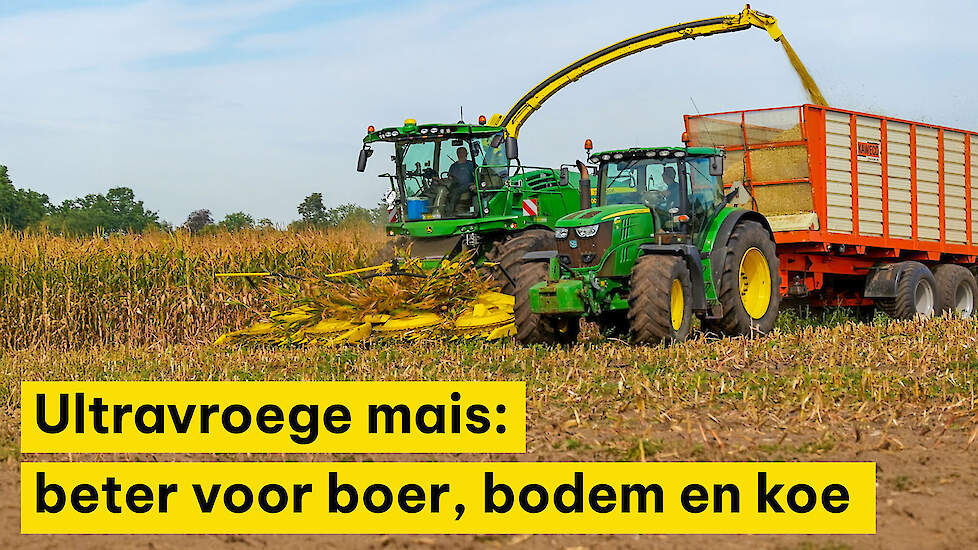 Ultravroege mais is beter voor de boer, de bodem en de koe