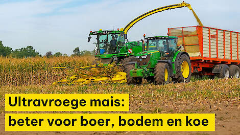 Ultravroege mais is beter voor de boer, de bodem en de koe