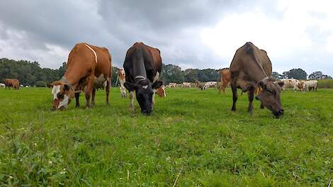 Nieuwe wet koppelt melkproductie per koe aan GVE-norm