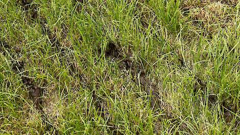 Boete blijft staan: melkveehouderij verantwoordelijk voor niet-emissiearm uitrijden mest