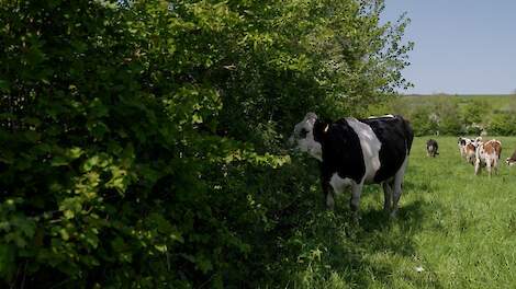 7 miljoen euro subsidie voor landschapselementen