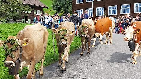Fotoserie: Klimaatverandering: ‘Almabtrieb’ drie weken vroeger