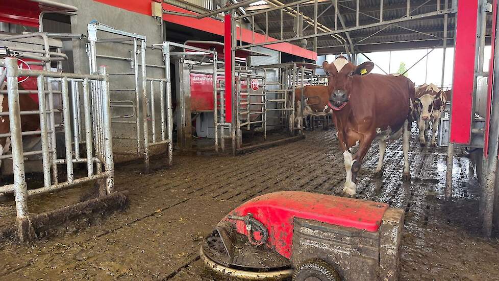 Twee melkrobots van Lely op de achtergrond met een Discovery Scraper mestrobot ervoor en een koe die naar de camera kijkt