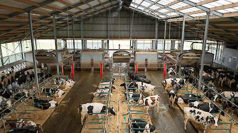 Ook de koe kiest voor rendement – als jij haar de keuze geeft