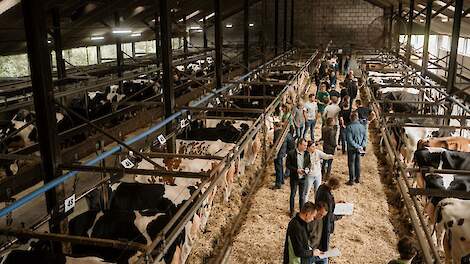 Fotoserie: Boerenkoeienveiling geslaagd: ‘Ze krijgen allemaal een mooi nieuw plekje’