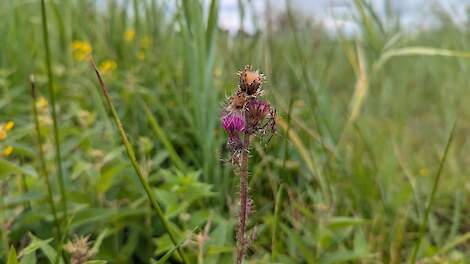 Rechter: Natuurmonumenten mag starten met afplaggen veengrond