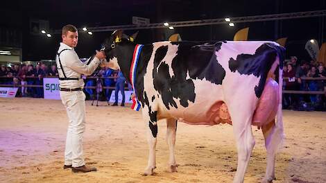 Inschrijving geopend voor Holland Holstein Show 2025