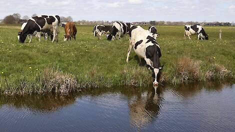 Wat betekent het wetsvoorstel grondgebondenheid voor melkveehouders?