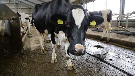 Melkveehouder vangt bot met beroep op WUR-onderzoek naar stikstofverlies roostervloer