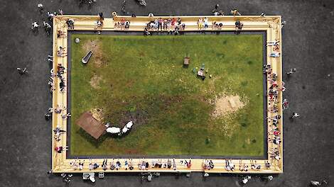 Koeien worden onderdeel van een levend schilderij: kansen om gesprek te voeren met de stad