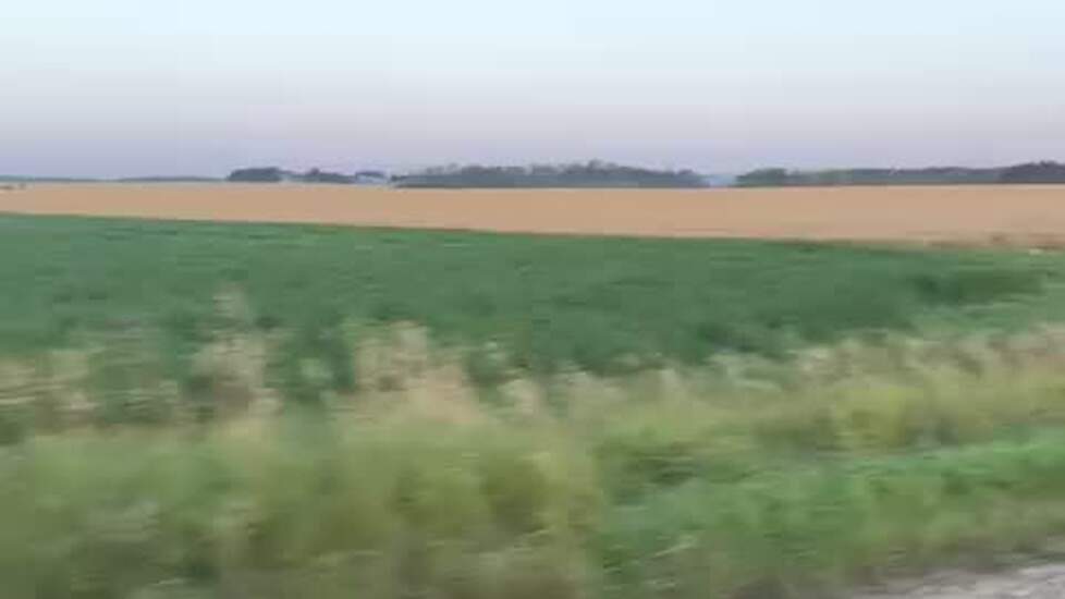 Elandstier gespot in het veld!