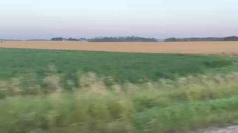 Elandstier gespot in het veld!