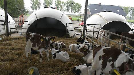 Buitenlucht brengt uitval van kalveren terug tot een minimum