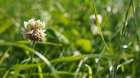 Het financiële voordeel van grasklaver