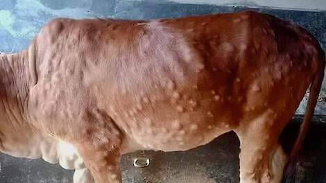 Lumpy Skin Disease op z'n retour in Frankrijk