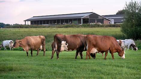 Hoe houden we het gras onder onze koeien?