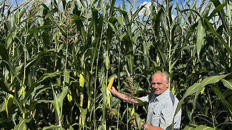 Mengteelt sorghum en mais als rustgewas in praktijk