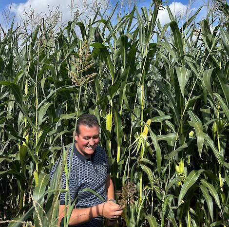Rowan Timmer, salesmanager bij DSV checkt de afrijping van de sorghum pluim. Deze rijpt af van boven naar beneden