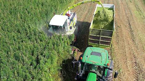 Video: Teelt vezelhennep past goed op Achterhoeks melkveebedrijf