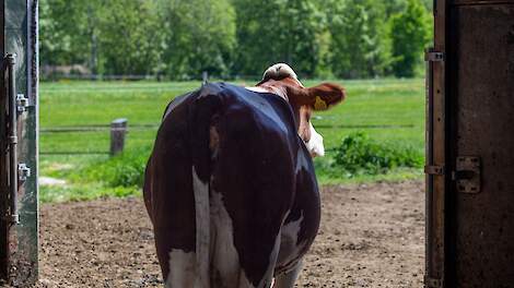 Melkveehouders zien de toekomst met vertrouwen tegemoet