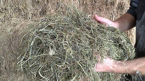 Hooi levert hogere melkproductie op dan kuilgras