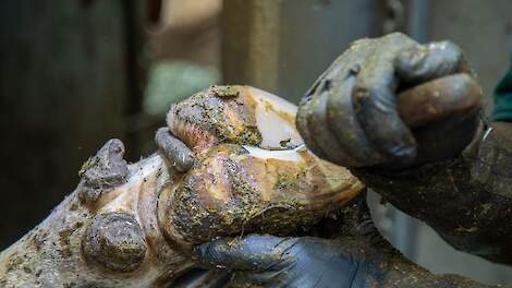 Geen snuffelstage: melkveehouder moet tijdelijke hulp ruim 4.700 euro betalen