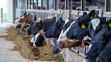 Het geheim van een gezonde koe? Rust, ritme en vers voer