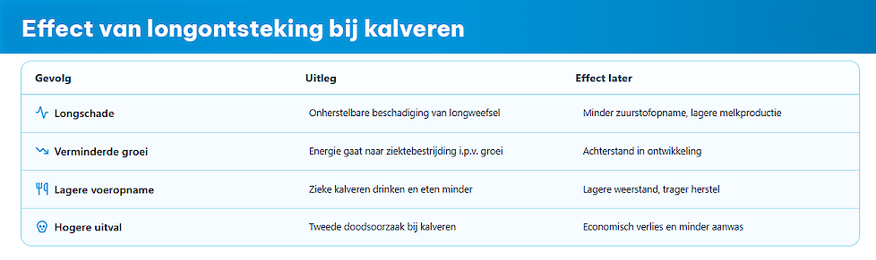 Infographic: effect van longontsteking bij kalveren