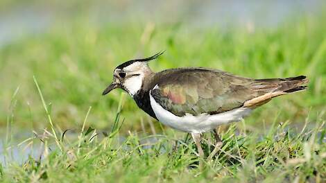 Hoe boeren naast voedselproductie bijdragen aan een gezond landschap.