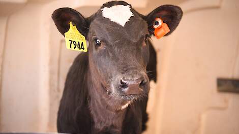 Hoe bepaalt vroegtijdig ingrijpen gezondere vaarzen én lagere antibioticakosten?