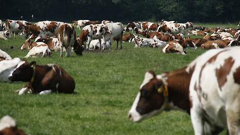 Onrust onder intensieve melkveehouders om nieuwe wet grondgebondenheid