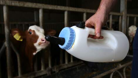 Biestgift: 8 tot 10 procent van geboortegewicht is optimaal