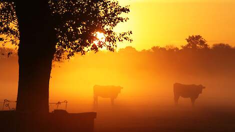 Miljoenen kilo’s eikels dit najaar – gevaarlijk voor koeien