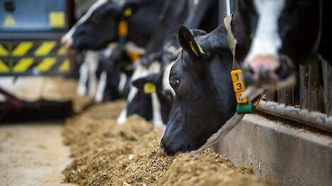 Automatisch voeren halveert arbeid voor melkveehouders