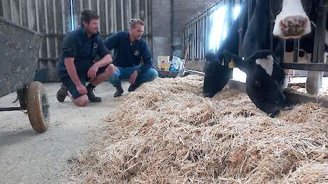 Probleemloos afkalven met stro+brok