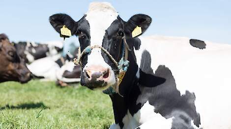 Graslandareaal daalde afgelopen jaar met 2 procent