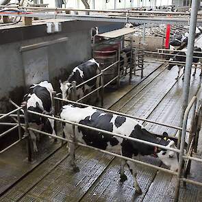 Stal bij Netwerkdeelnemer Sjoerd van der Helm - NPB