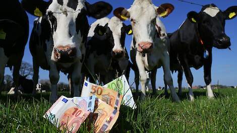 Saldo melkveebedrijven 65 procent boven langjarig gemiddelde