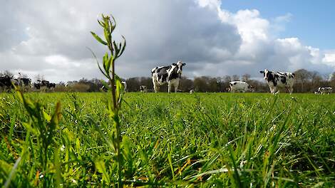 Hoeveel kilo gras ga jij in 2026 met weiden oogsten?