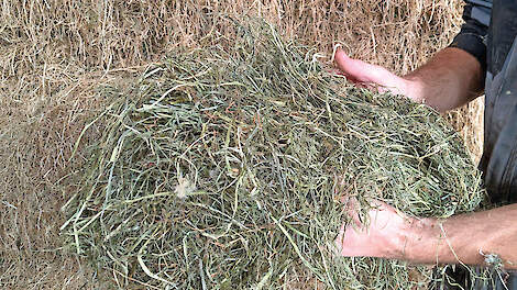 Hooi levert hogere melkproductie
